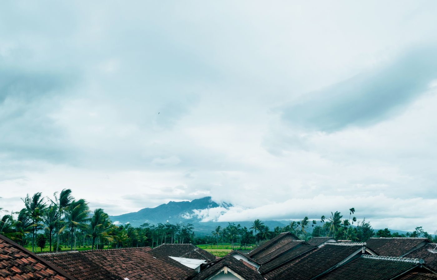 Tile rooftops with mountain and palm-tree backdrop